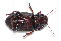 Zabrus tenebrioides  11714__26CHU04143o