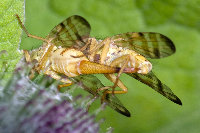 Terellia tussilaginis  11715__26CHS04337o