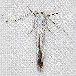 Yponomeuta evonymella  11717__26CHM04556o