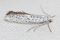 Yponomeuta evonymella  11718__26CHM04560o
