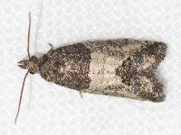 Spilonota ocellana  11719__26CHM04479o