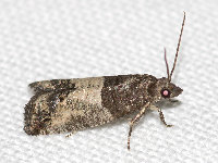 Spilonota ocellana  11720__26CHM04475o