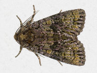 Craniophora ligustri  11724__26CHM04614y