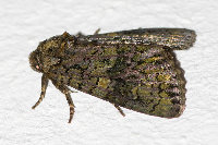 Craniophora ligustri  11725__26CHM04616y