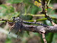 Onychogomphus forcipatus  11726__26CHS04365o