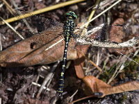 Onychogomphus forcipatus  11727__26CHS04268o