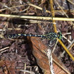 Onychogomphus forcipatus  11728__26CHS04266o