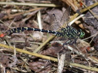Onychogomphus forcipatus  11729__26CHS04263o