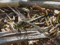 Onychogomphus forcipatus  11730__26CHA04720o