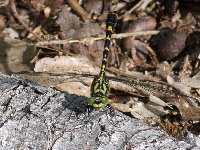 Onychogomphus forcipatus  11731__26CHA04718o
