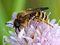 Halictus scabiosae  11732__KE-SH157