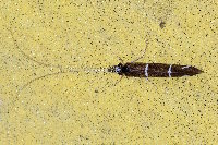 Athripsodes albifrons  11733__26CHS04798x