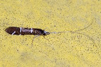 Athripsodes albifrons  11734__26CHS04800x