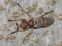 Leopoldius sp.  11735__26CHA04753o