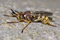 Leopoldius sp.  11736__26CHA04763o