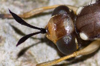 Leopoldius sp.  11737__26CHA04760o