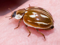 Myzia oblongoguttata  11738__26CHU01945o
