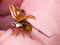 Myzia oblongoguttata  11739__26CHU01946o