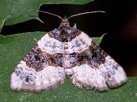 Cosmorhoe ocellata  11741__26CHA05139x
