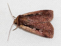 Ochropleura plecta  11742