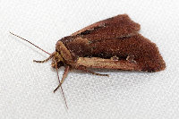 Ochropleura plecta  11743