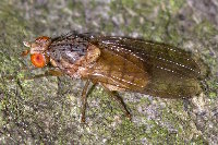 cf. Pseudolyciella sp.