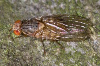 cf. Pseudolyciella sp.  11745__26CHA04893x