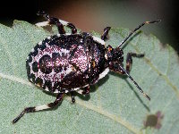 Pinthaeus sanguinipes  11746__26CHS05309o
