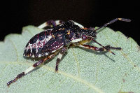 Pinthaeus sanguinipes  11747__26CHS05308o