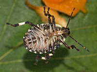 Pinthaeus sanguinipes  11750__26CHS05330o