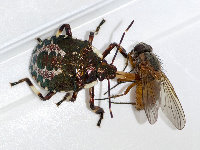Pinthaeus sanguinipes  11751__26CHS05336o