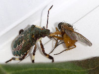 Pinthaeus sanguinipes  11752__26CHS05338o