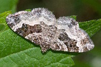 Epirrhoe alternata  11753__26CHS05363o