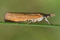 Pediasia luteella  11754__MW-SH158
