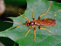 Callajoppa cirrogaster  11755__26CHS05368x