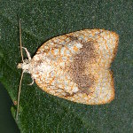 Acleris forsskaleana  11756__26CHS05424x