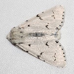 Acronicta leporina  11757__26CHM05264x