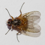 Phaonia rufiventris  11758__26CHM05325o