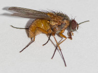 Phaonia rufiventris  11759__26CHM05319o