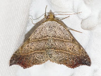 Laspeyria flexula  11760__26CHM05527o