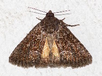 Thalpophila matura  11761__26CHM05534x