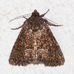 Thalpophila matura  11762__26CHM05537x