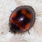 Brumus quadripustulatus  11763__26CHM05509o