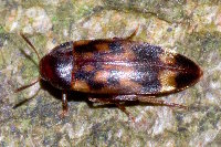 Orchesia undulata  11764__26CHA04708o
