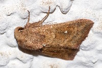 Mythimna albipuncta  11765__26CHM05190o