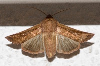 Mythimna albipuncta  11766__26CHM05171o