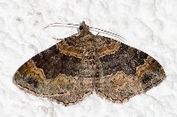 Xanthorhoe ferrugata  11767__26CHM05081o