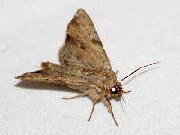 Apamea sublustris  11768__26CHM04693x