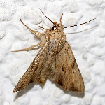 Apamea sublustris  11769__26CHM04695x