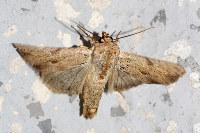 Apamea sublustris  11770__26CHM04694o